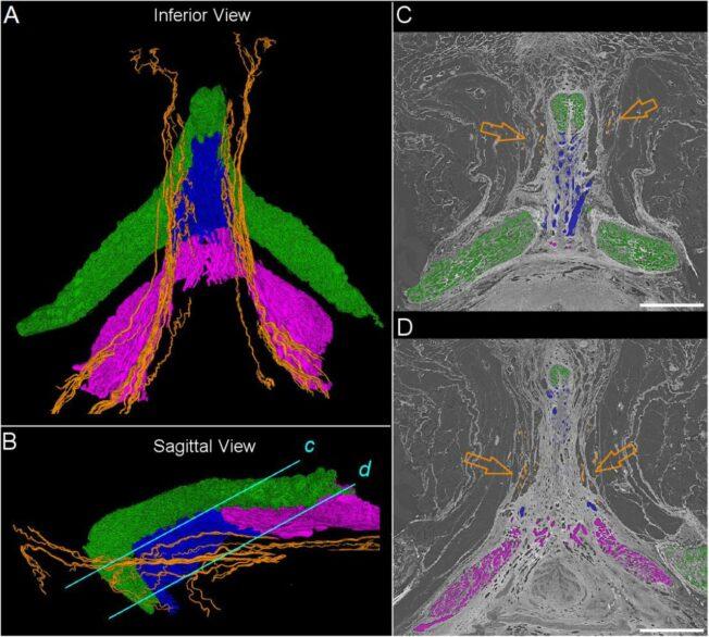 Study finds human clitoris contains more than 10,000 nerve fibers