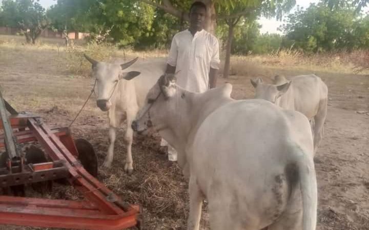 Police arrest cattle rustlers, recover 3 cows