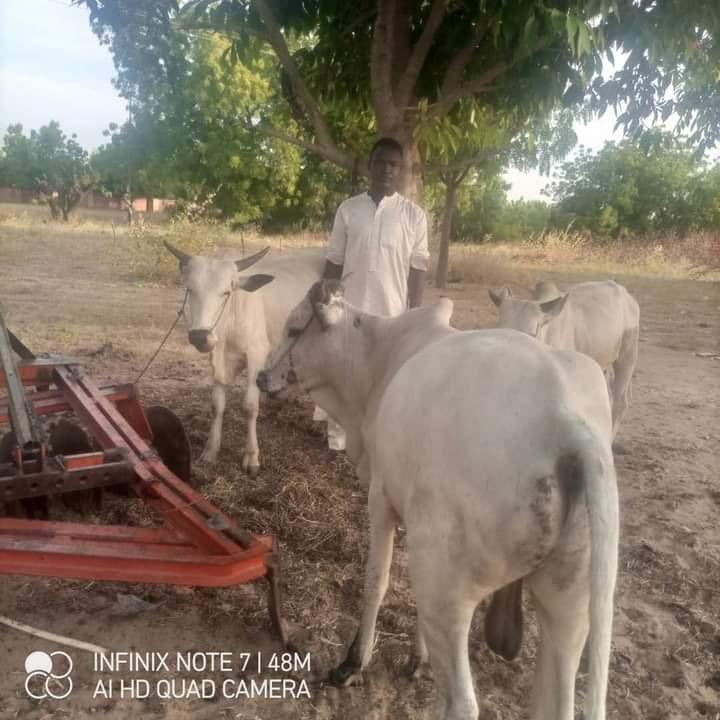 Police arrest cattle rustlers, recover 3 cows