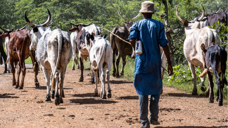 One killed, one injured as gunmen attack herders