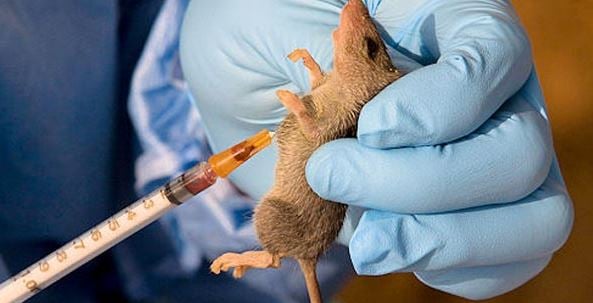 Lassa fever kills four health workers in Benue