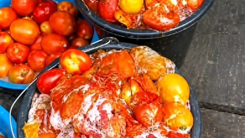Hidden danger in your kitchen: Aproko Doctor raises alarm over spoiled tomatoes and the silent threat of Aflatoxins