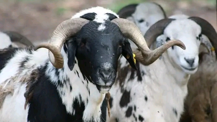 Sallah at what cost? Soaring ram prices cast a shadow over Eid-el-Kabir celebrations across Nigeria