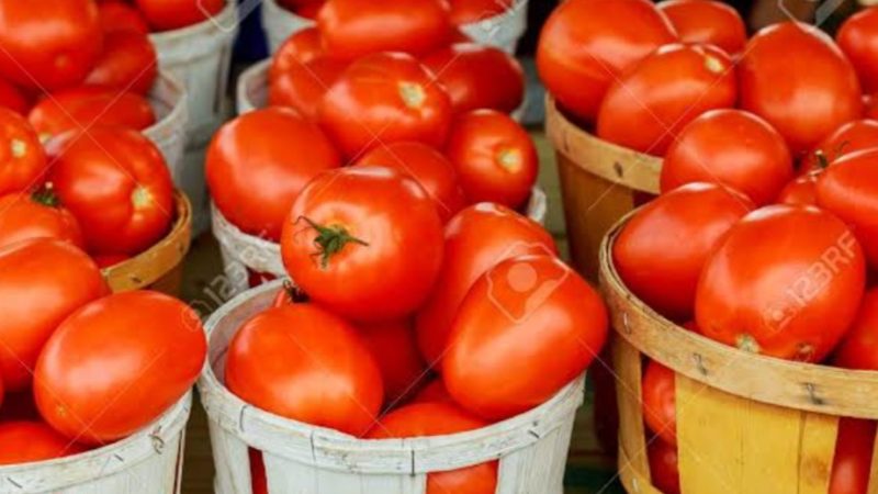 FCT residents lament rising cost of tomatoes as prices soar in Abuja markets