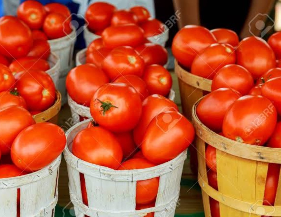 FCT residents lament rising cost of tomatoes as prices soar in Abuja markets