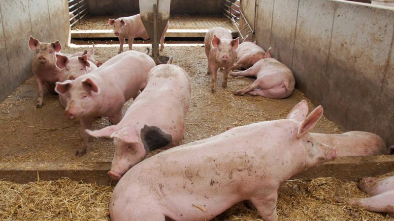 Pig farmers count heavy losses as African swine fever ravages Plateau