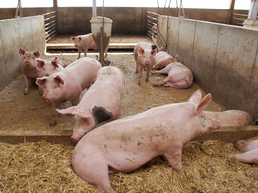 Pig farmers count heavy losses as African swine fever ravages Plateau