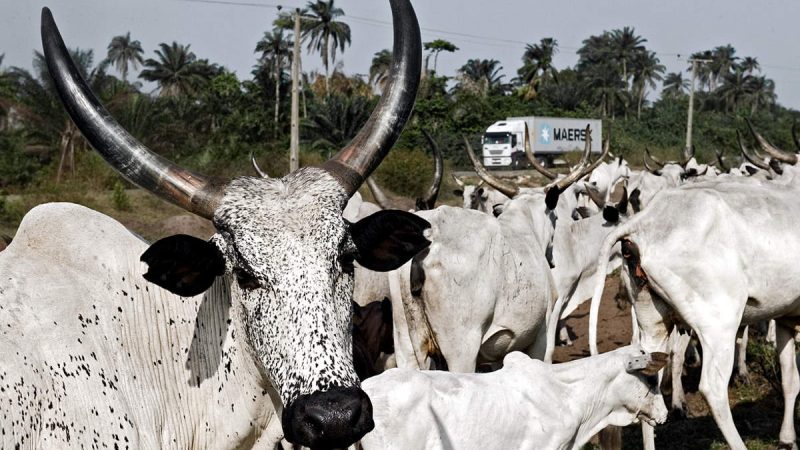 Herder dies, 11 cows killed in Rivers highway crash