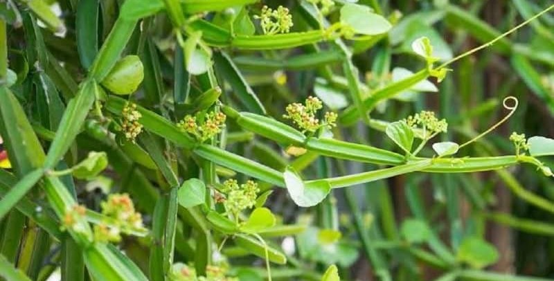 Non-toxic and effective: New study backs traditional Zimbabwean Anthelmintic plant