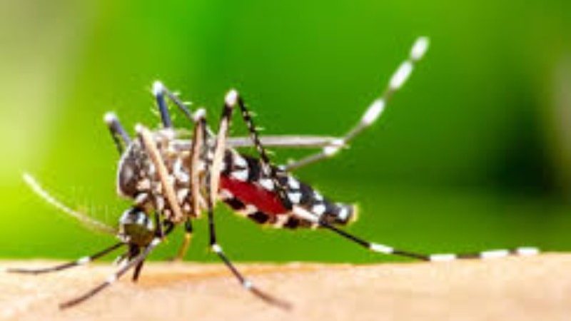 Rare malaria outbreak at Frankfurt Airport kills one, infects five