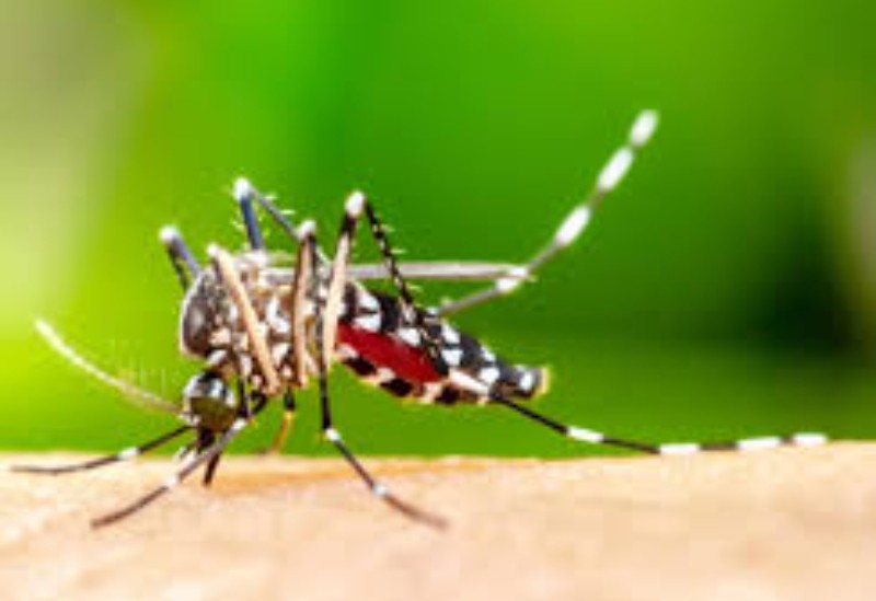 Rare malaria outbreak at Frankfurt Airport kills one, infects five