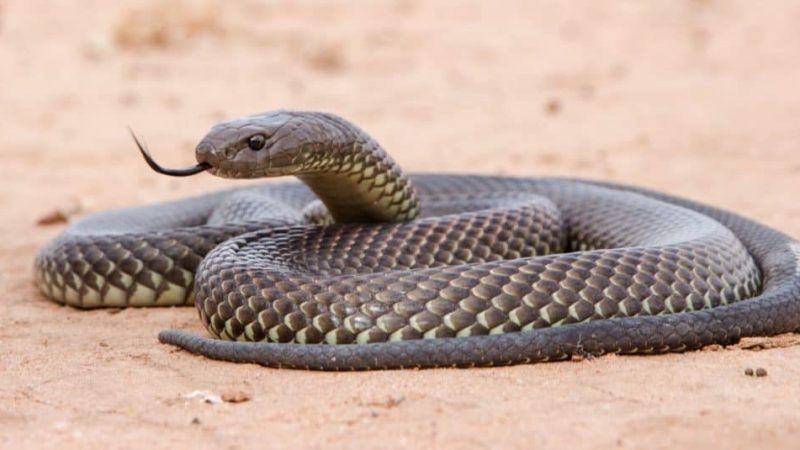 FG moves to curb snakebite deaths, donates N25m Venom to Benue