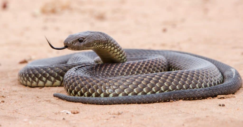 FG moves to curb snakebite deaths, donates N25m Venom to Benue