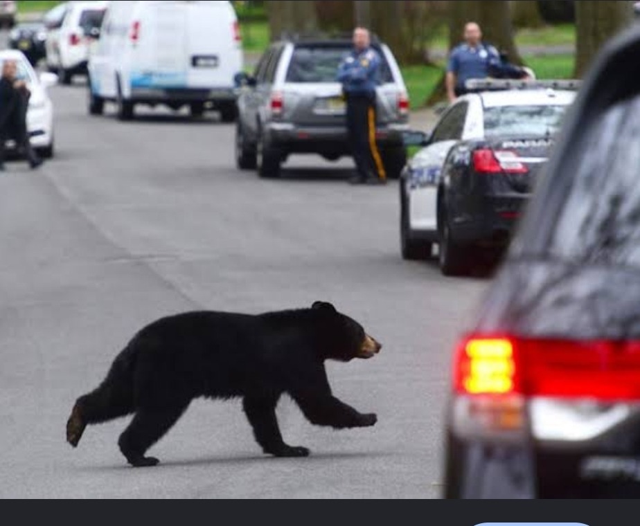 Russia plans bear population control after 22 fatal attacks